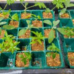 菊芋の食べ方いろいろ