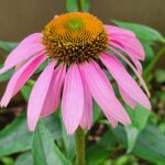 種まきをはじめました